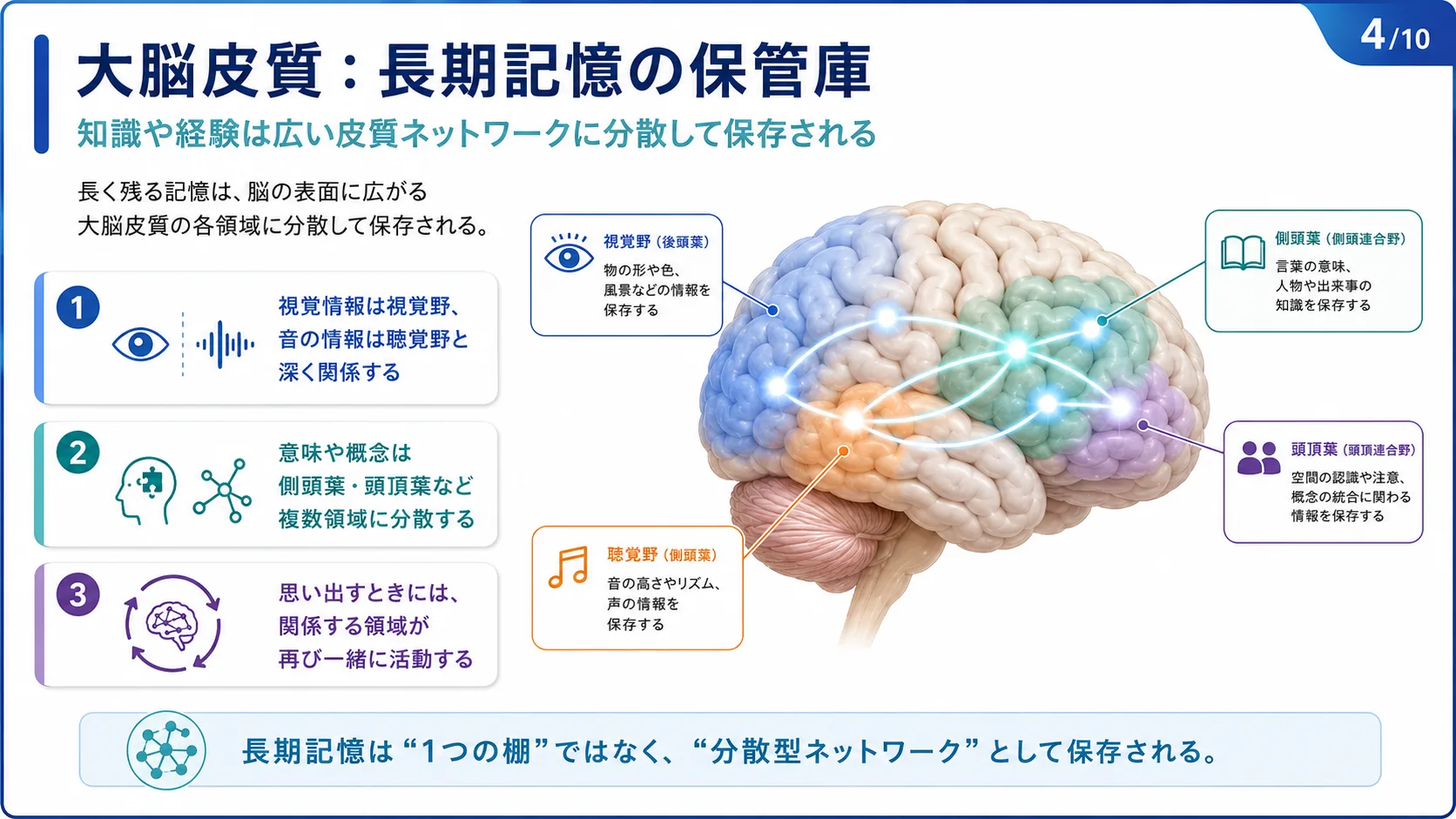 大脳皮質：長期記憶の保管庫
