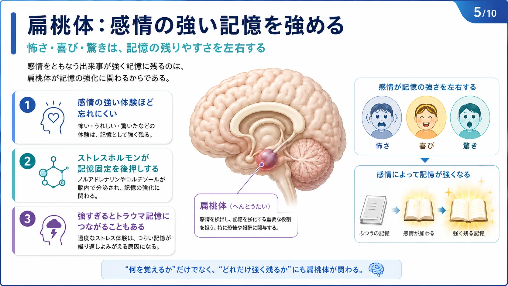 扁桃体：感情の強い記憶を強める