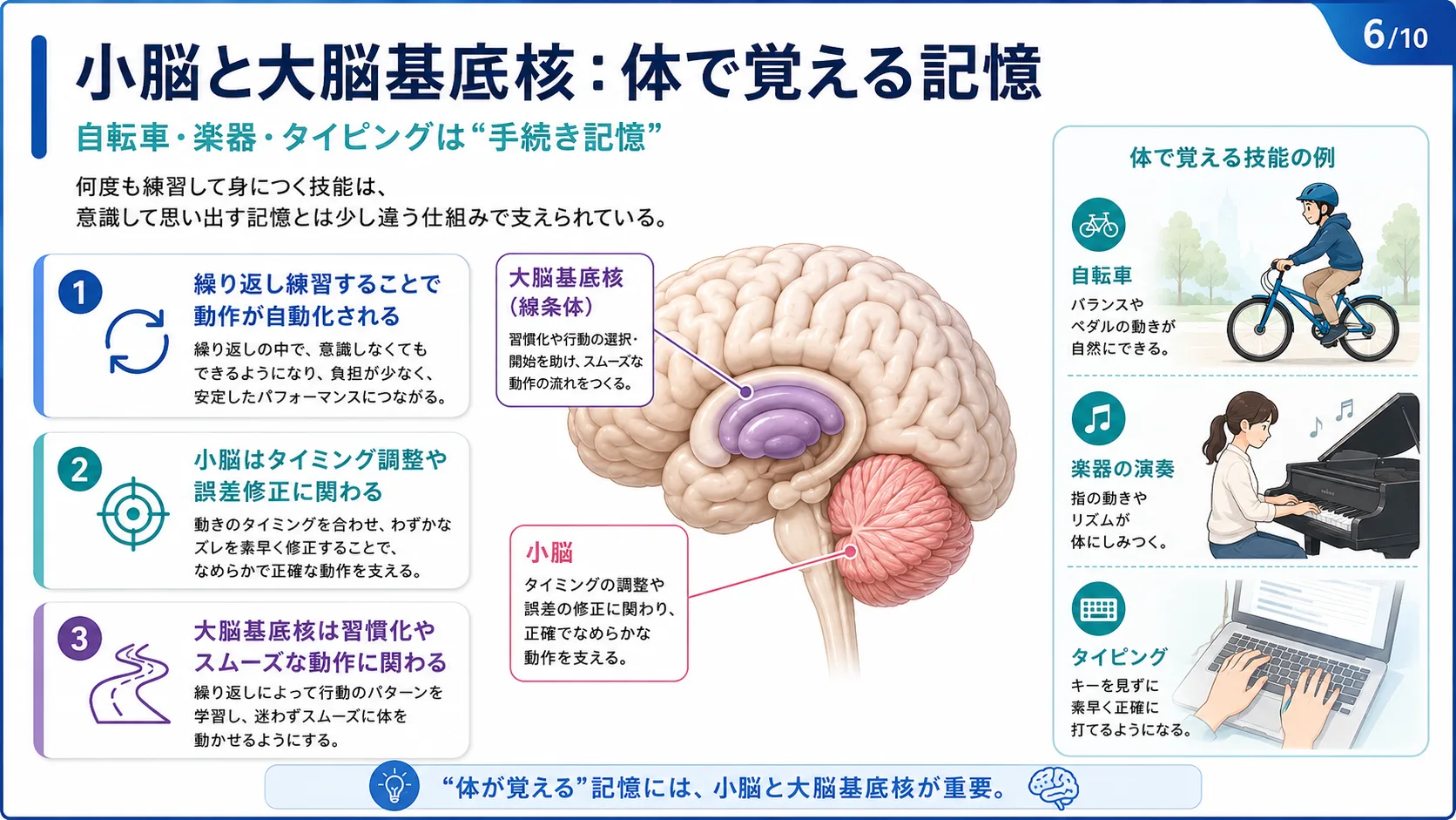 小脳と大脳基底核：体で覚える記憶