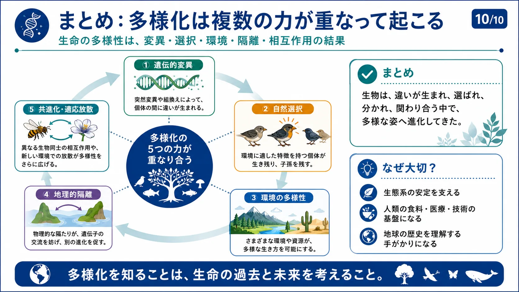 まとめ：多様化は複数の力が重なって起こる