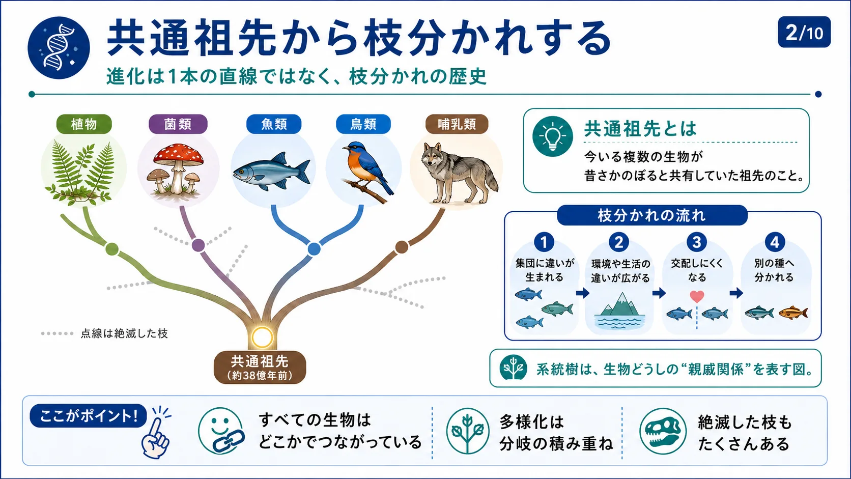 共通祖先から枝分かれする