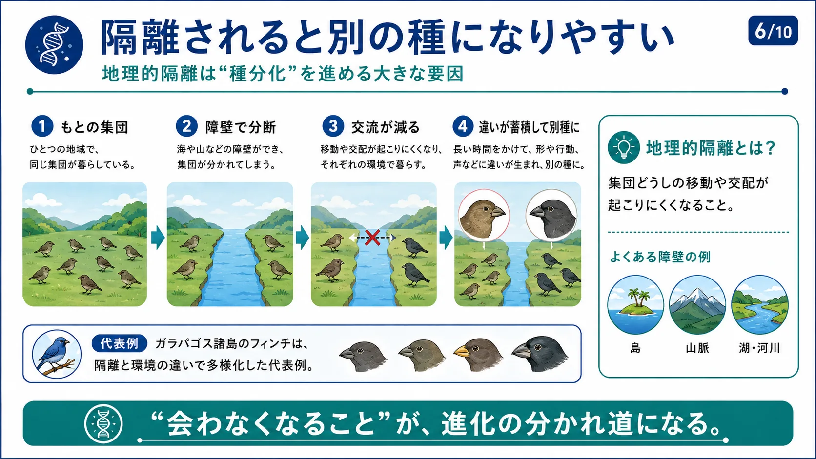 隔離されると別の種になりやすい
